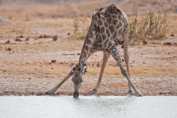 Bere giraffa in piedi in una pozza d'acqua . — Foto Stock