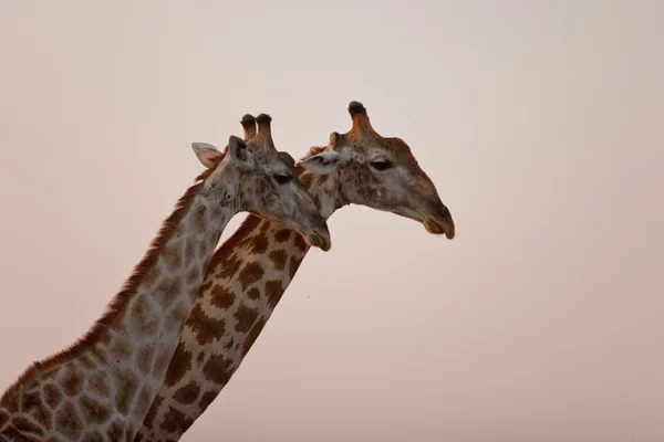Portret van een giraffe in zuidelijk Afrika. — Stockfoto