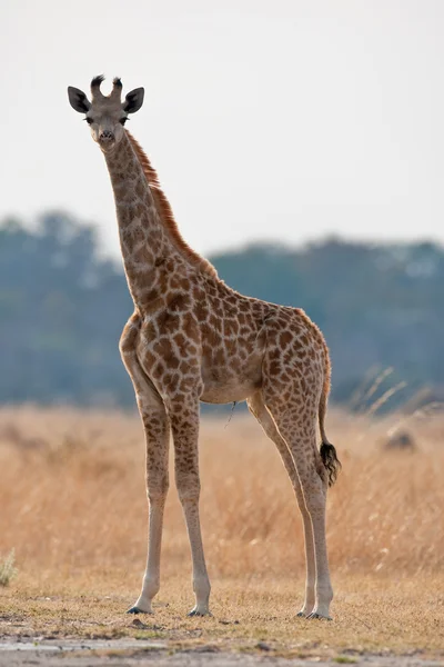 A Dél-afrikai zsiráf portréja. — Stock Fotó