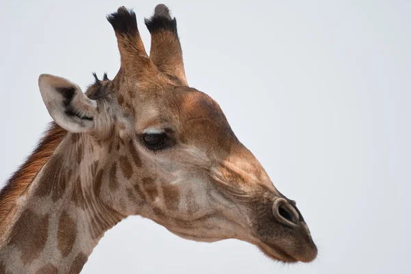 Portrét žirafa v Jižní Africe. — Stock fotografie