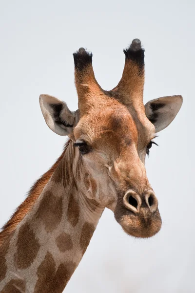 A Dél-afrikai zsiráf portréja. — Stock Fotó