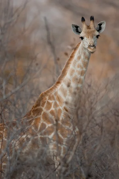 Ritratto di una giraffa nell'Africa australe . — Foto Stock