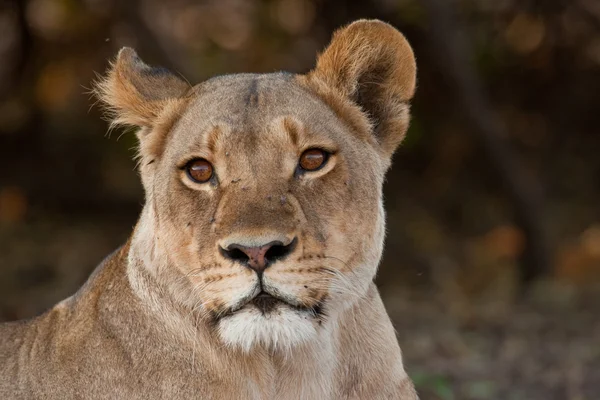 남부 아프리카에서 야생 사자의 초상화. — 스톡 사진