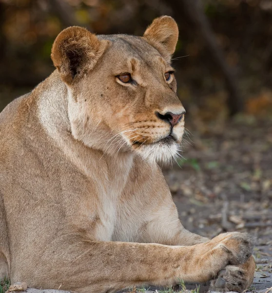 Portret van een wilde leeuw in zuidelijk Afrika. — Stockfoto