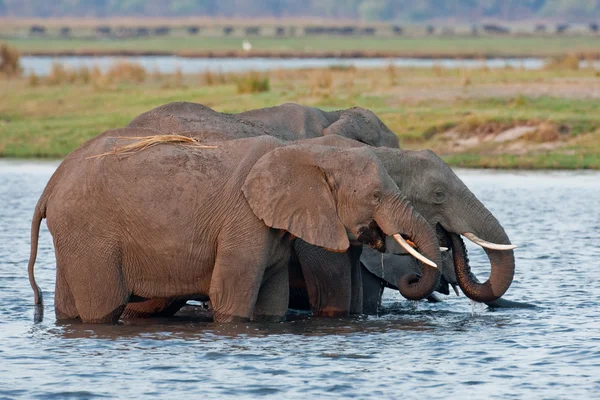 Grupo de elefantes selvagens em um buraco de água . — Fotografia de Stock