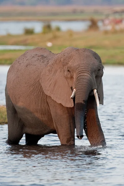 Picie dziki słoń w waterhole. — Zdjęcie stockowe