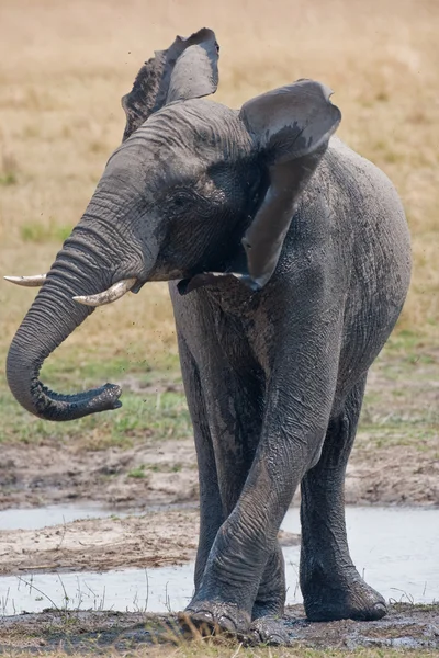 Drinking wild elephant at a waterhole. — Stock Photo, Image