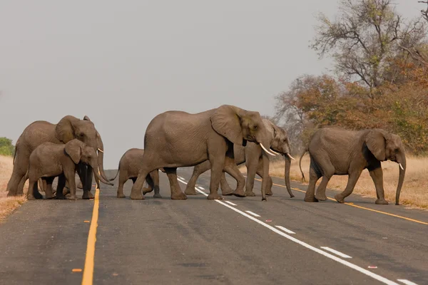 Gruppo di elefanti selvatici nell'Africa australe . — Foto Stock