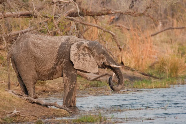 Picie dziki słoń w waterhole. — Zdjęcie stockowe