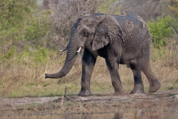 Ritratto di elefante selvatico nell'Africa australe . — Foto Stock