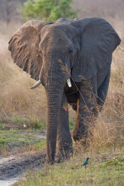 Porträt eines wilden Elefanten in Südafrika. — Stockfoto