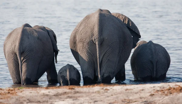 Gruppo di elefanti selvatici in una pozza d'acqua . — Foto Stock
