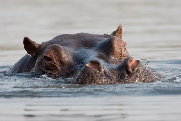 Ritratto di ippopotamo selvatico in una pozza d'acqua . — Foto Stock