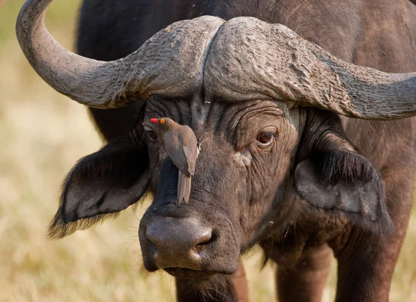 Portret van een wild Kafferbuffel in souther Afrika. — Stockfoto