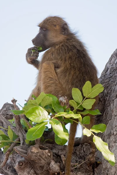 Retrato de um babuíno selvagem na África Austral . — Fotografia de Stock