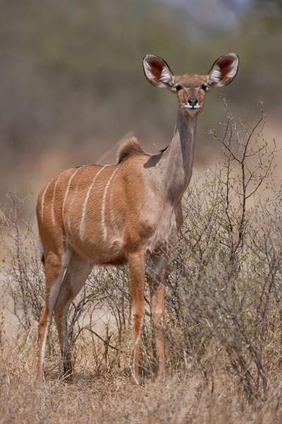 Portrét ženský kudu v Jižní Africe. — Stock fotografie