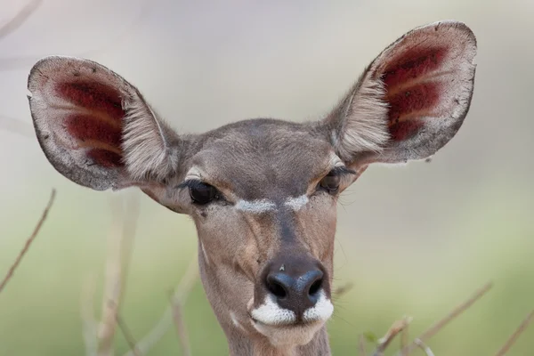 Porträt eines weiblichen Kudu in Südafrika. — Stockfoto