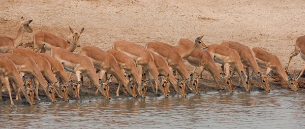 Impalas bir su birikintisinin ayakta içme. — Stok fotoğraf