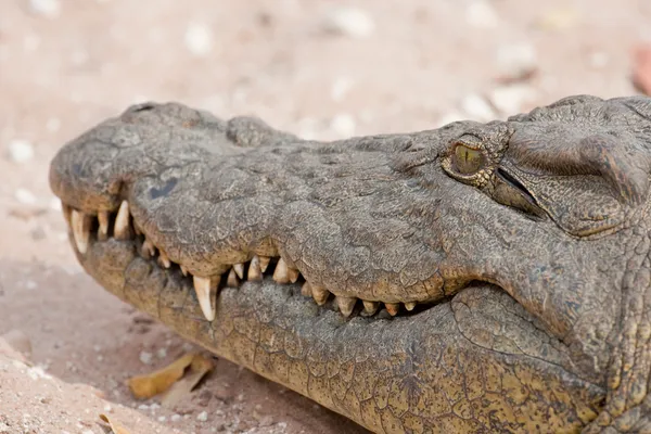 Portrét krokodýl nilský v Jižní Africe. — Stock fotografie