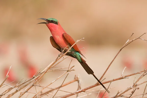 Portrait of a bee-eater in southern Africa. — Stock Photo, Image