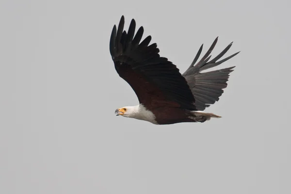 Afrikanischer Fischadler im Flug. — Stockfoto