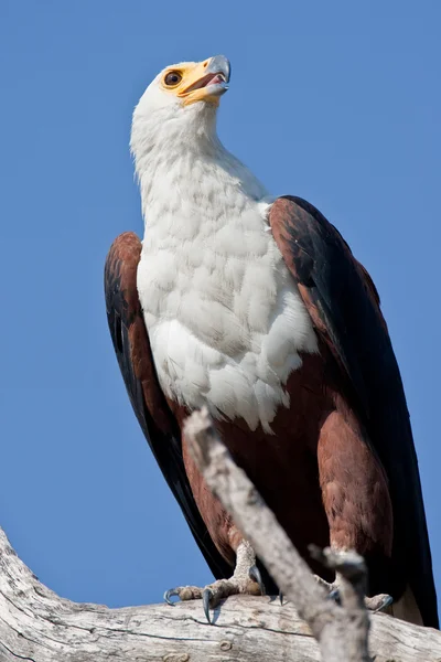 在南部非洲的非洲鱼鹰的肖像. — 图库照片