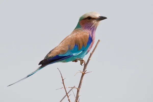 Portrait of a lilac breasted roller in southern Africa. — Stock Photo, Image