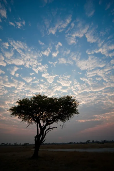 Árvore de acácia no início da manhã luz . — Fotografia de Stock