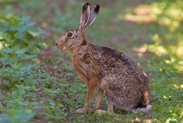 Портрет сидящего коричневого зайца
