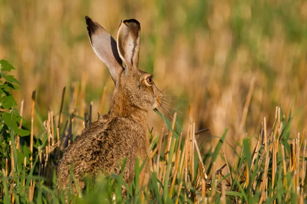 Oturma kahverengi tavşan portresi — Stok fotoğraf