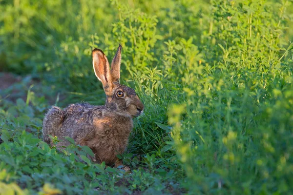 Porträtt av en sittande brun hare — Stockfoto