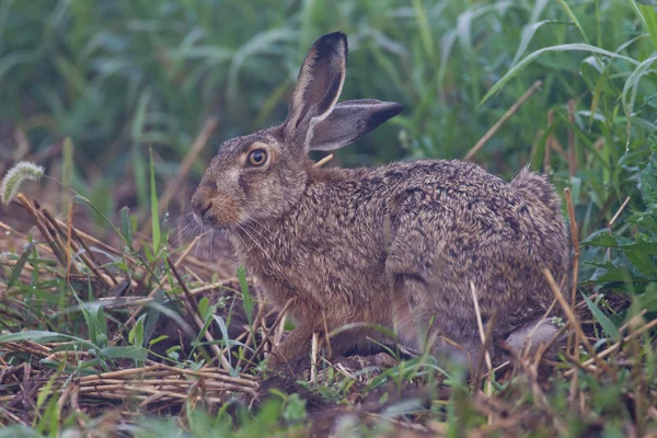 Portrait of a sitting brown hare — Stock Photo, Image
