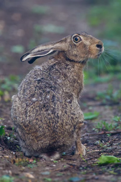 Porträtt av en sittande brun hare — Stockfoto