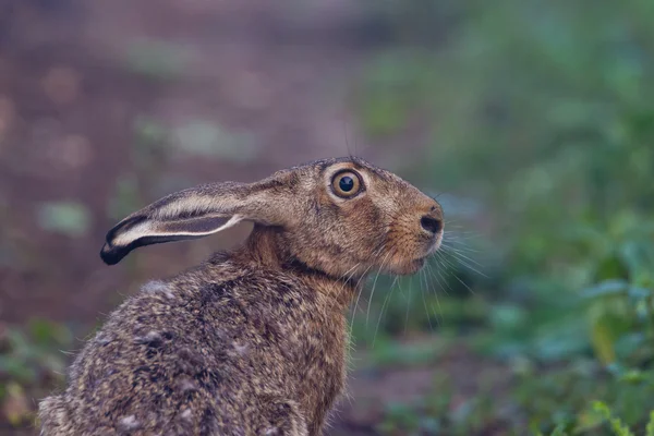 坐在棕色野兔的肖像 — 图库照片