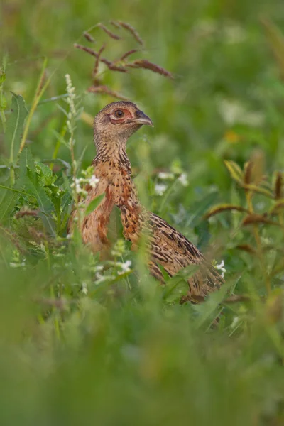 Портрет женского фазана . — стоковое фото