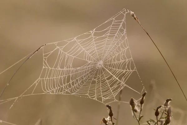 Spinnennetz voller Tautropfen in der frühen Morgensonne. — Stockfoto
