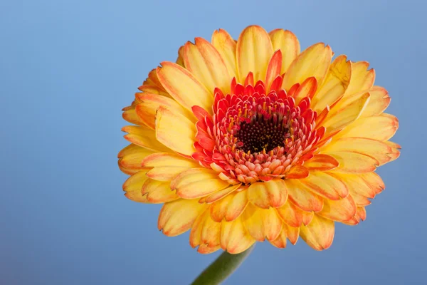 Macro shot of a gerbera daisy against a blue background — Stock Photo, Image