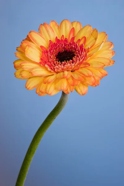 Macro shot of a gerbera daisy against a blue background — Stock Photo, Image