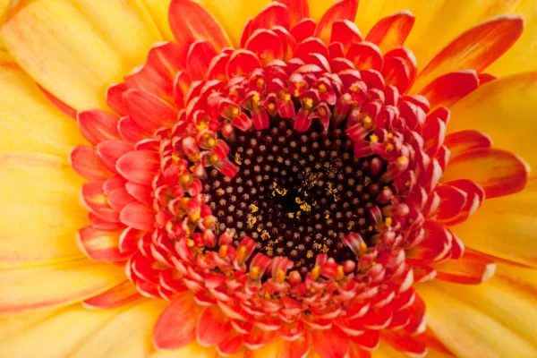 Extreme macro shot of a gerbera daisy — Stock Photo, Image