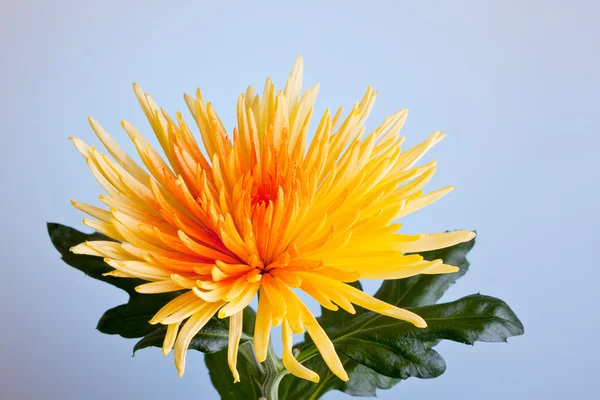 Macro shot of a chrysanthemum against a blue background — Stock Photo, Image