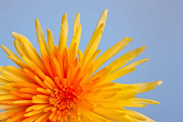 Extreme macro shot of a chrysanthemum against a blue background — Stock Photo, Image