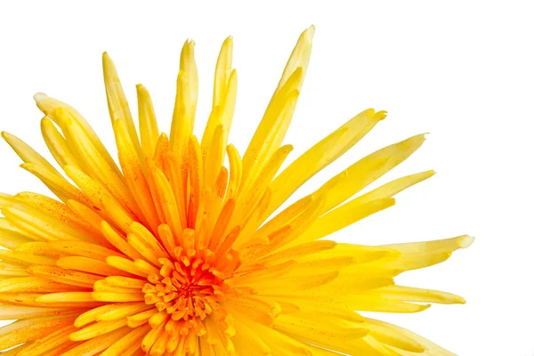 stock image Extreme macro shot of a chrysanthemum against a white background