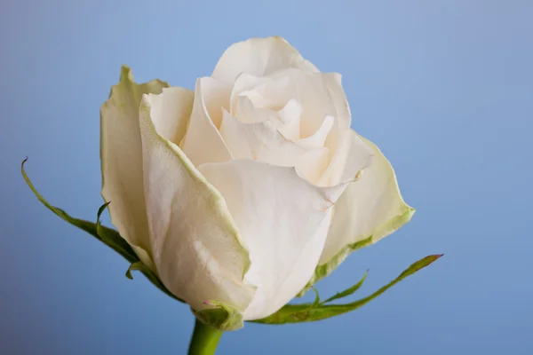 Macro plano de una rosa blanca sobre un fondo blanco — Foto de Stock