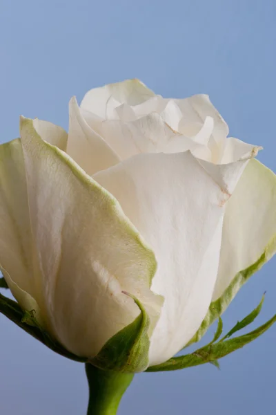 白玫瑰白背景的微距照片 — 图库照片