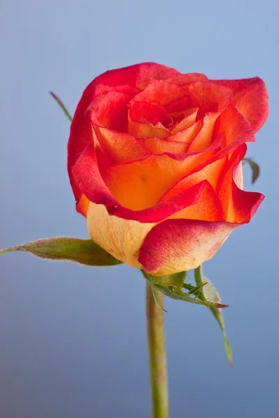 Makro snímek žluté růže na modrém pozadí — Stock fotografie
