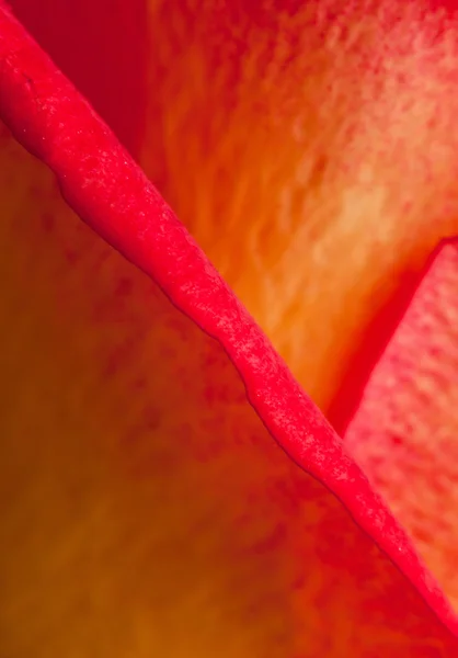 Extrémní makro snímek oranžové růže — Stock fotografie