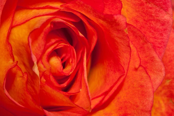 极端宏射击的橙色玫瑰 — 图库照片