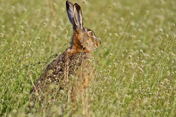 Портрет сидячого коричневого зайця — стокове фото
