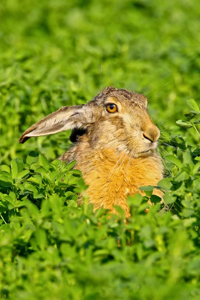 坐在棕色野兔的肖像 — 图库照片