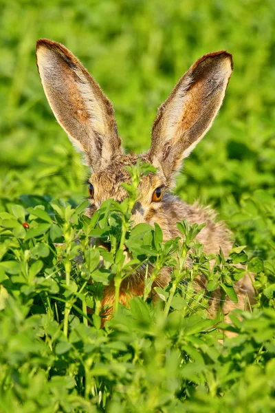 Portrett av en sittende brun hare – stockfoto